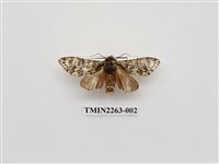 藏品(夙舟蛾屬)的圖片